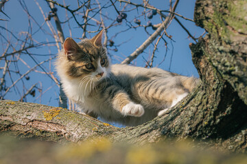 Naklejka na ściany i meble cat on a branch. cat sitting on a tree. cat in the garden. kitten on a tree in spring. a kitten on a branch