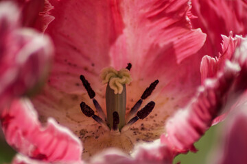 close up of tulip