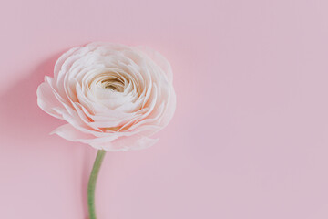 Tender Ranunculus flower on a pink pastel background.