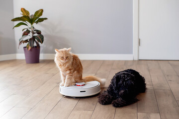 Dog and cat playing together at home while robotic vacuum cleaner cleaning the room