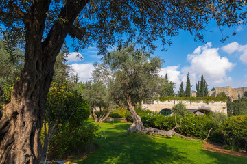 Park with trees in old town