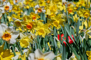 mixed daffodil field, with yellow and orange heart and green leaves © H.A.Colijn