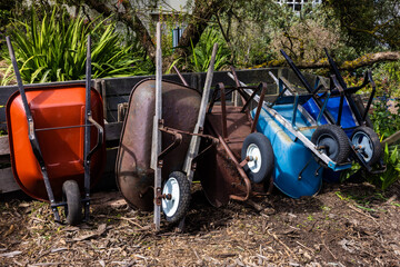 Blue, red and rusted wheelbarrows upright and angled in an urban garden. San Francisco, California