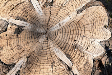 Fototapeta premium Detalle del corte de un tronco de un árbol