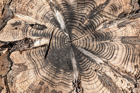 Detalle del corte de un tronco de un &aacute;rbol