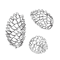 Spruce cones. Vector sketch illustrations. Watercolor image of fir cone on white background.