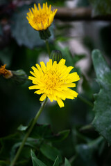 Taraxacum officinale, the dandelion or common dandelion. Dandelions (Taraxacum Officinale) in the grass.