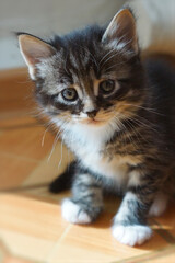 Kitten close-up