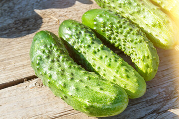 Flowering and fruiting of cucumbers. Green cucumbers. Yellow flower on branch.