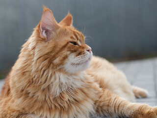Fototapeta na wymiar A portrait of a red Maine Coon cat lying outside