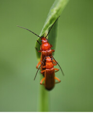 Bugs