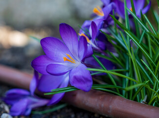 Detail of blue and yellow Crocus flower