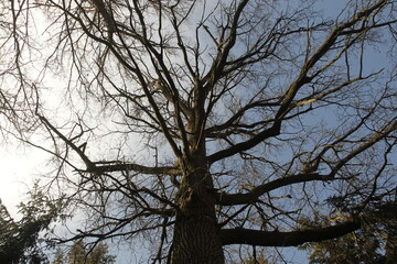 tree branches against sky