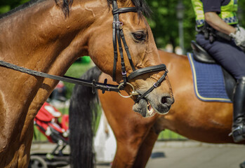 person riding a horse