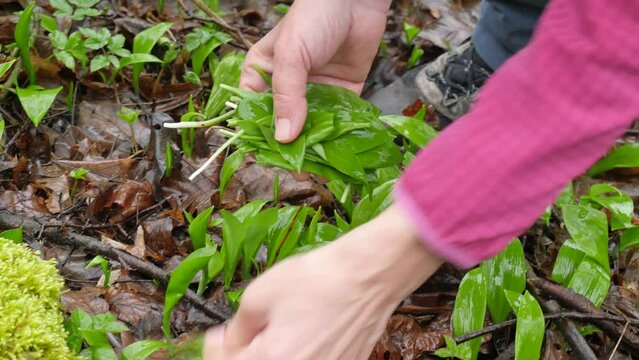 Woman harvests leaves of bear garlic in the spring forest. Many wet sprout herb plants. Shadows of trees, broken branches on the ground. 