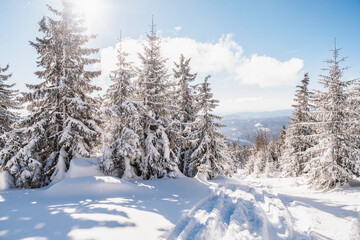 Alpine mountains landscape with white snow and blue sky. Sunset winter in nature. Frosty trees under warm sunlight.  Hiking winter to kralova hola, low tatras slovakia landscape © Zedspider