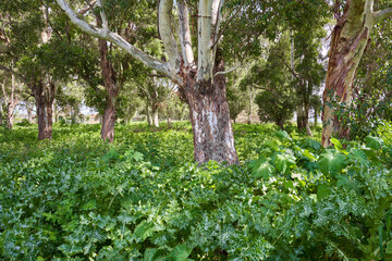 Fototapeta premium Spring view of a blooming forest by Lake Fogliano, Circeo National Park, Italy 