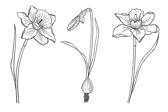 Set of three daffodils painted with a line. Flowers for coloring. Design element.