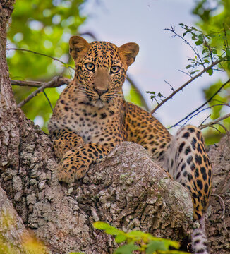 leopard in the tree