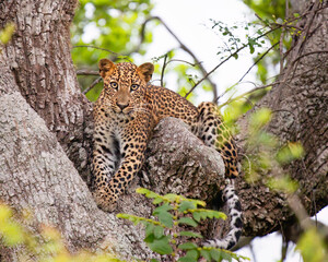 leopard resting on tree - obrazy, fototapety, plakaty