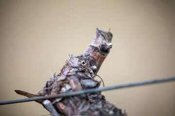 Detail of the trunk of a grapevine