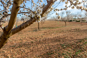 Fototapeta premium Photo of branches of almond tree full of flowers is a typical flower of early spring that fills the fields with color and splendor, it is a very pretty flower of cheerful color as white or pink.