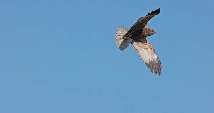 Western marsh harrier in flight