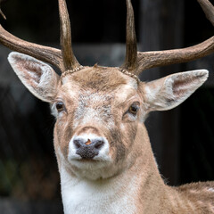 Portrait Damhirsch 2