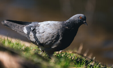 Ukraine, green grass, pigeon sitting on the grass, close-up of a pigeon