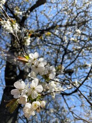 blooming tree