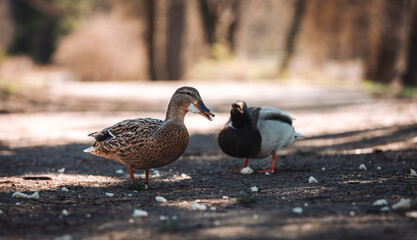 Fototapeta premium Ukraine, nature, wild ducks, wild ducks eating bread, close-up