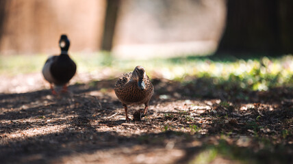 Ukraine, two wild ducks, ducks coming to meet, close-up