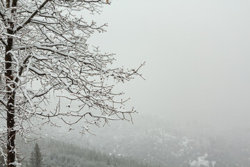 snowy mountains and trees