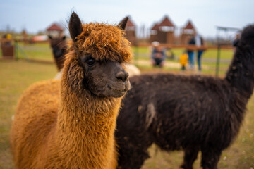 Lamas in contact zoo with domestic animals and people in Zelcin, Czech republic.