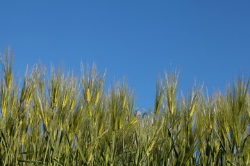 Green Barley and Sky