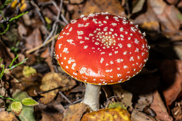 Fly agaric Amanita muscaria in a forest at fall.