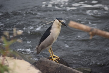 Obraz premium Socó-dorminhoco