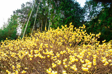 Obraz premium 西方寺のミツマタ