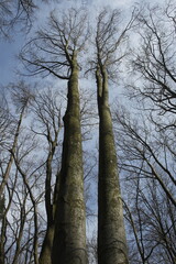 Fototapeta premium trees and sky