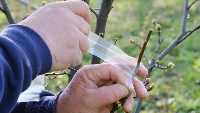 A gardener grafts tree branches in the spring. Cut branch for grafting method to graft fruit tree branches in springtime.