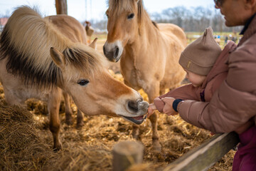 People feeding horses in contact zoo with domestic animals and people in Zelcin, Czech republic.