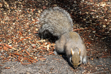 A squirrel on the ground