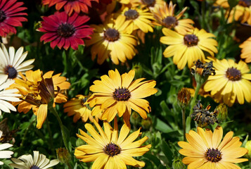 close-up colorful spring flowers detail. Beauty nature background
