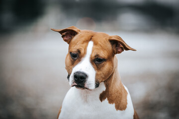 American staffordshire terrier dog posing outside.	
