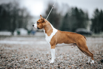 American staffordshire terrier dog posing outside.	