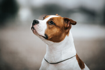 American staffordshire terrier dog posing outside.	