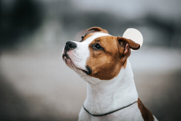 American staffordshire terrier dog posing outside.	