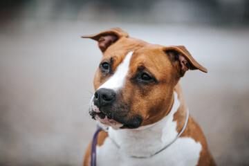 American staffordshire terrier dog posing outside.	