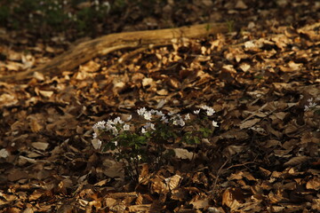 spring Wood anemone flowers amongst the leaves in the forest