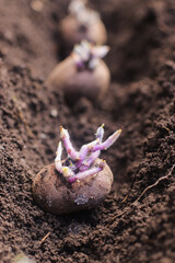 potato tubers seedlings on a bed of land in the spring in the garden